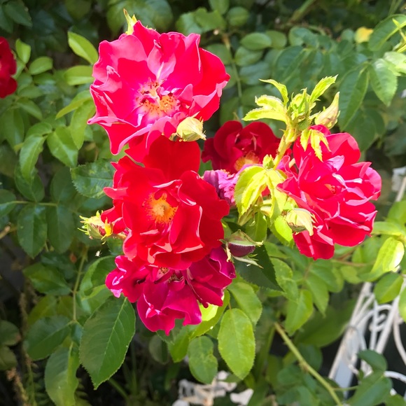 FERGIE Bronze Platform Heels NWT! - Picture 8 of 8